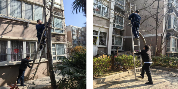 春日剪枝正当时  家园焕新如画来